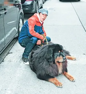 隐形富豪黄贯中养千万藏獒 不惜为爱犬换房换车