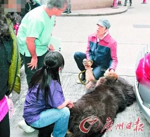 黄贯中朱茵不顾路人围观 带名贵藏獒当街求诊
