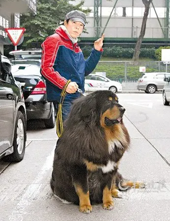 黄贯中年底与朱茵结婚生子 存钱买巨钻爱犬或赴宴