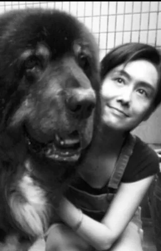黄贯中爱犬值千万 朱茵与巨型藏獒贴面合照
