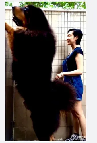 黄贯中晒朱茵与巨型犬合照 爱犬高出女方"两头"